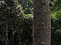 Man climbs up a 40 metre tree