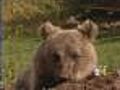 Orphan Bear Finally Has A New Home