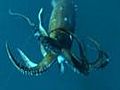 Giant Squid Found?