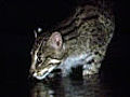 Fishing cats