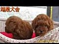 翊鼎犬舍可愛玩具紅貴賓幼犬2