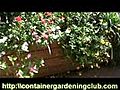 Gardening in containers get some ideas for container garden plans