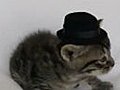 Kitten Wearing Tiny Hat Gets Punched By Full-Size Cat With No Hat