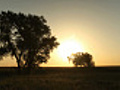 Sunrise Behind Trees on the Prairie Timelapse