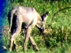 Rancher photographs chupacabra look-alike