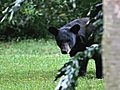 A black bear wonders through the backyard of a surburban home in Longwood,  Fla.