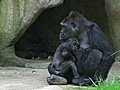 Gorilla Holding Baby Stock Footage