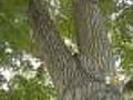 Park Hill Residents Try To Save Trees