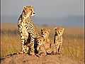 African Cats: Kingdom Of Courage