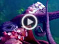 Octopus Steals Video Camera Explained