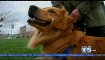 Battle Brewing Over Proposed Oakland Dog Park