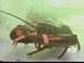 Oil Spill Causing Issues For Local Seafood Market