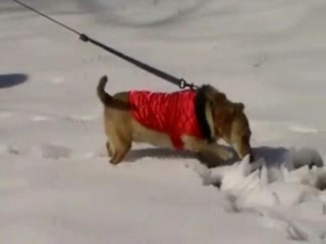 Doggy Snow Days!  Jan. 2010