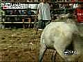 Horse fighting in Phillipines