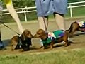 2005 Wiener Dog Nationals