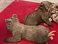 Join The Cub: Baby Bear And Tiger Buddy Up