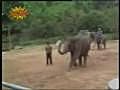 258. Amazing elephant - BestofYouTube.com