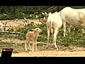 Nachwuchs im Tiergarten Berlin