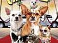 Beverly Hills Chihuahua 2 (2010)