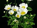 Time-lapse Of Opening Daisy Flowers 2 Stock Footage