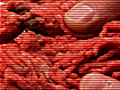 How to Choose Ground Meat