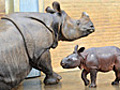 Newborn rhino unveiled at Whipsnade zoo