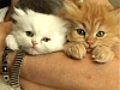 A la découverte des chats persans chinchilla