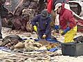 Beach Whale Autopsy Draws Big Crowd