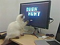 Cat Plays Duck Hunt