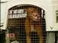 Couple Find Abused Dog In East Baltimore Yard