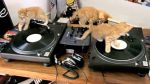 Kittens on DJ Decks