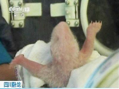 Raw Video: Panda cubs swapped for survival