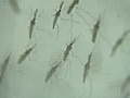 Accidental find heralds new weapon in war on mosquitos