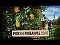 Advertising Agencies Nashville,  Pineapple Advertising, Advertising Agencies In Nashville..