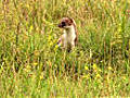 Stoat patrol