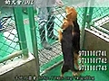 971116-幼犬舍D02中的幼犬