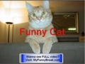 **Funny - How to Kill a Funny Cat  - Cats With Gun !!! **