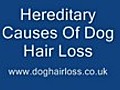 Dog Hair Loss: Hereditary Causes.