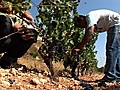 La route des nouveaux vins du Liban