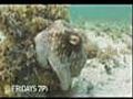 Nat Geo Amazing! Melina Bellows Book Trailer