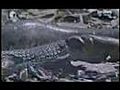 Anaconda eats Caiman