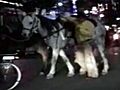 Horse,  Mule Riders Face DWI Charges