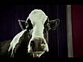 Cadbury : Tap dancing cow