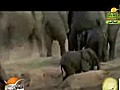 احتضار فيلة وموت ابنها مقطع مؤثر جدا سبحان اللة-مع تحيات الدنجوان