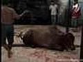 Inhumane treatment prompts cattle ban