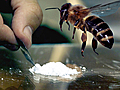 Science News: Bees on Blow