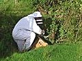 Wild Honey Bees Swarm