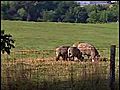 Pasture Management