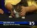 'Sara' - Adult Cat - #A03597690