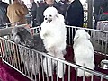 Dancing Poodle